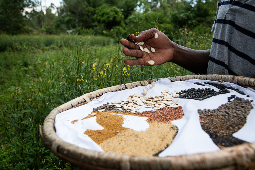 Diverse seeds at the farmer run seed bank at Vihiga - Bizna Kenya