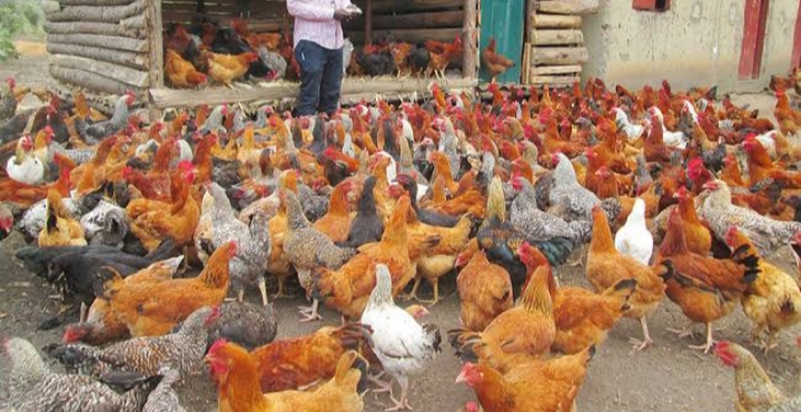 Meet farmer minting profits from rearing over 2,000 kienyeji chickens