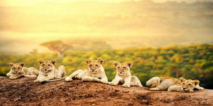Potential for Tourism in Kenya