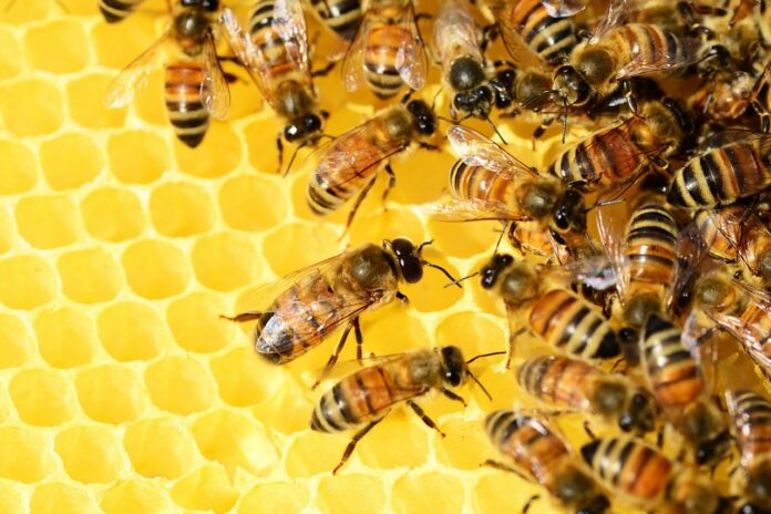 21 must-have equipment for profitable beekeeping - Bizna Kenya