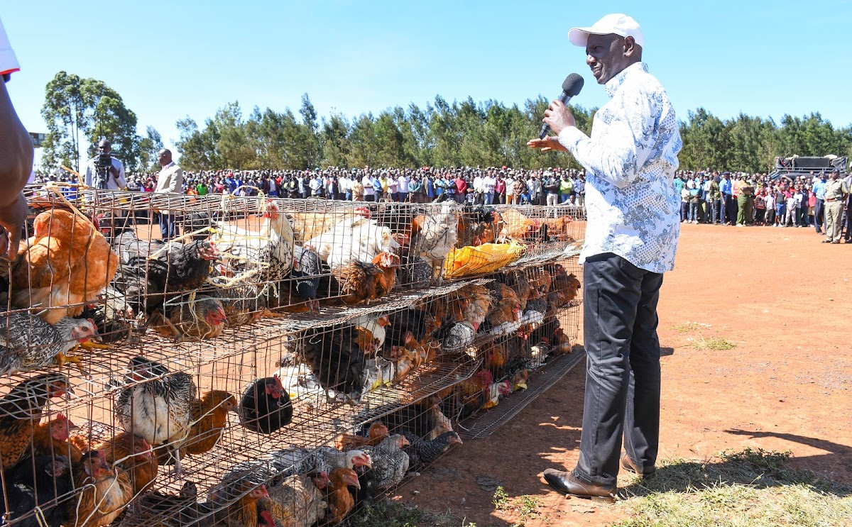 How I make Sh. 1.5 million per Day from my 200,000 Chickens