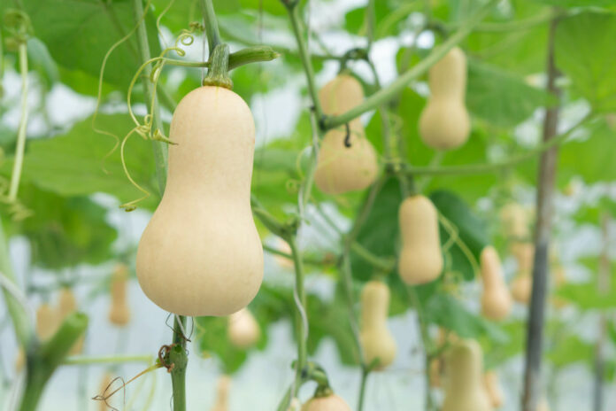 Butternut farming - Bizna Kenya