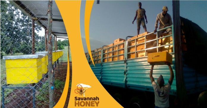 Savannah Honey Advises On Contractual Beekeeping - Bizna Kenya