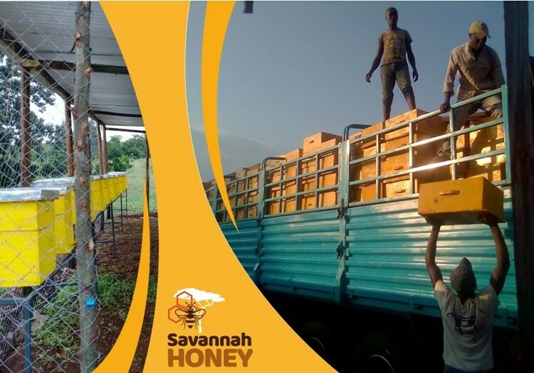 Savannah Honey Advises On Contractual Beekeeping - Bizna Kenya