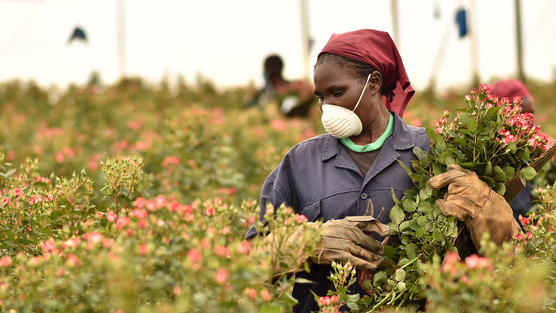 Why Kenya may surpass Holland as the world's biggest flower exporter making over $600m a year