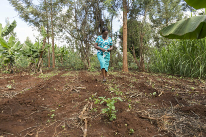 smallholder farmers