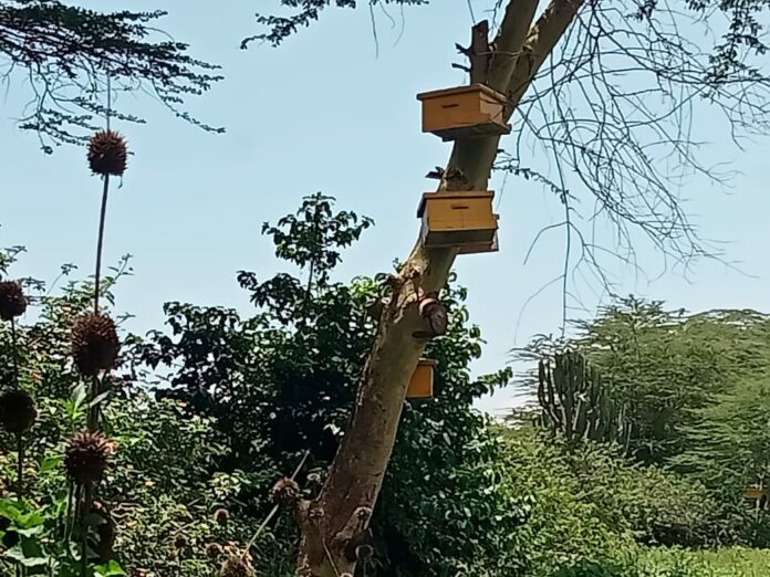 Special offer on Langstroth hives to maximize on the swarming season - Bizna Kenya