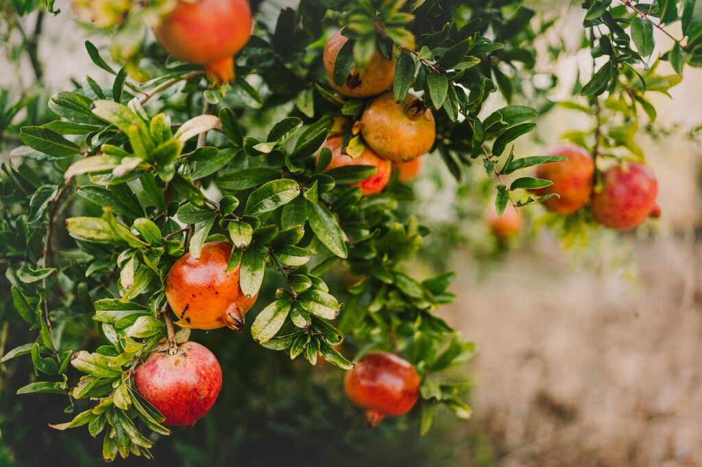 Pomegranate Farming - Bizna Kenya