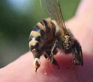 How bees attacked robbers and lead to their arrest.