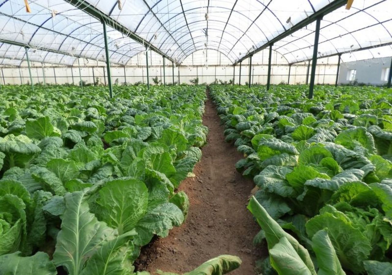 Kevin Ngari: How I made my first Sh. 1 million at age 30 from Greenhouse farming