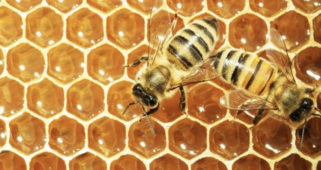 Bee keeping: how to make millions from Propolis - Bizna Kenya