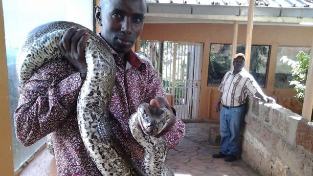 snake farming