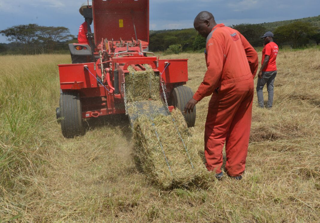 Hay bales drop from Massey Ferguson baler at a standard rate of one every four minutes.