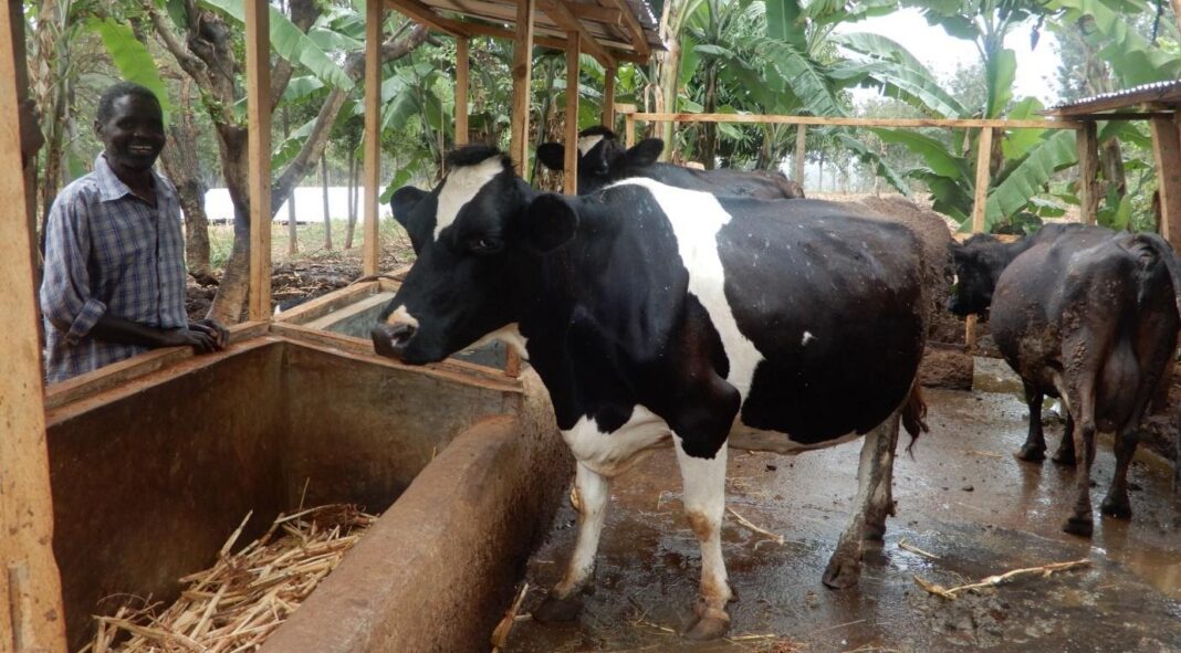 Dairy Farming Systems
