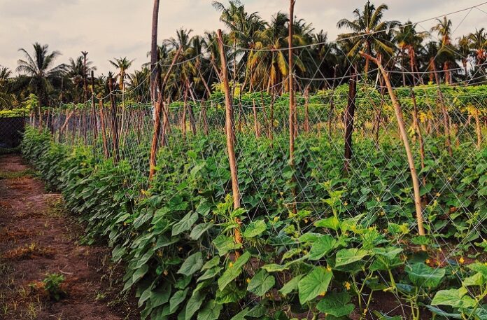 cucumber farming