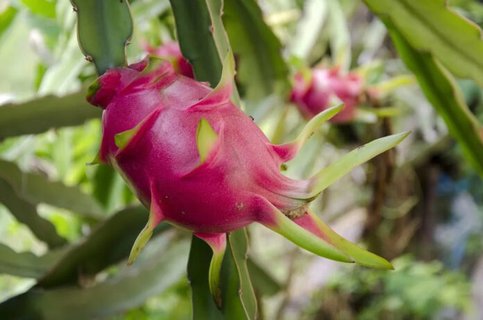 Dragon Fruit farming in Kenya