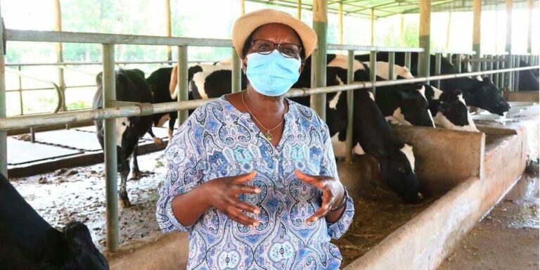 Anne Mwangi: How my dairy farm produces over 1,200 litres of milk per day