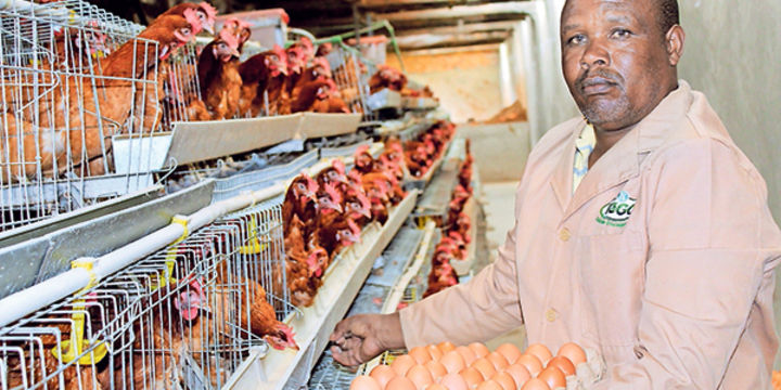 Daniel Rotich: I made Sh. 750,000 in my first two years of chicken farming