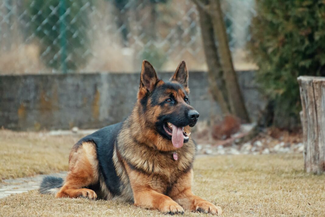 Why German Shepherd Dogs can cost up to Ksh 120,000 - Bizna Kenya