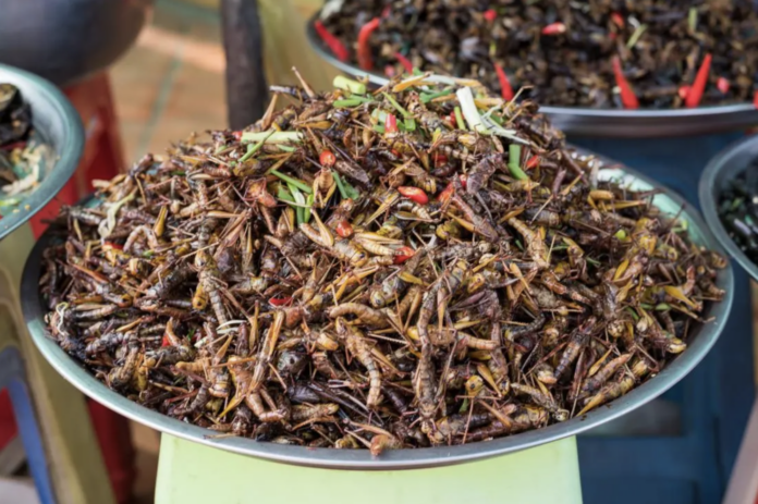 Cricket Farming: Kisumu Farmer Who Makes Cricket Cookies, Bread, and Scones - Bizna Kenya