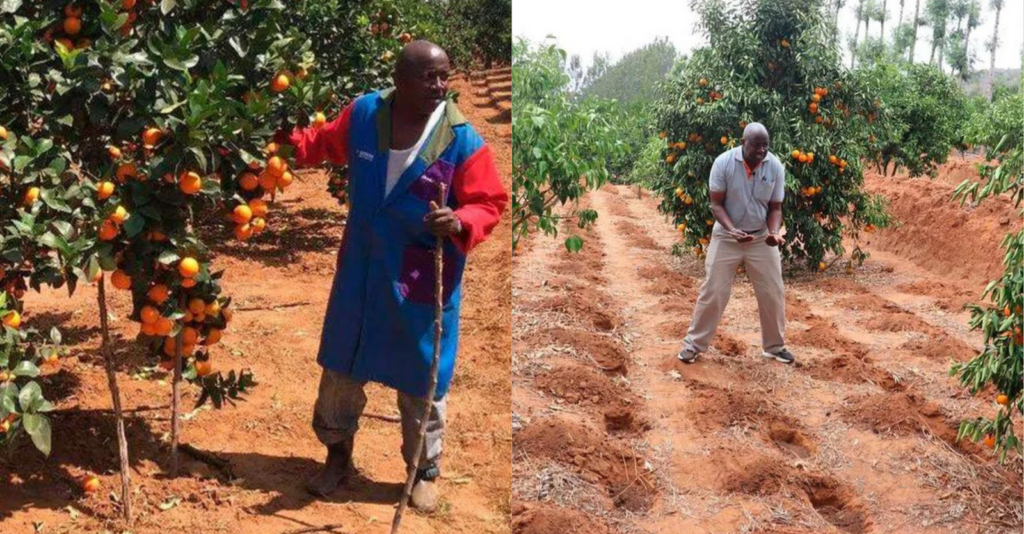 Justus Kimeu Farmer reaping millions from planting Pixie Oranges in