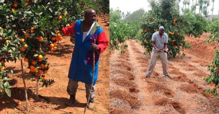 Justus Kimeu: Farmer reaping millions from planting Pixie Oranges in dry Makueni lands