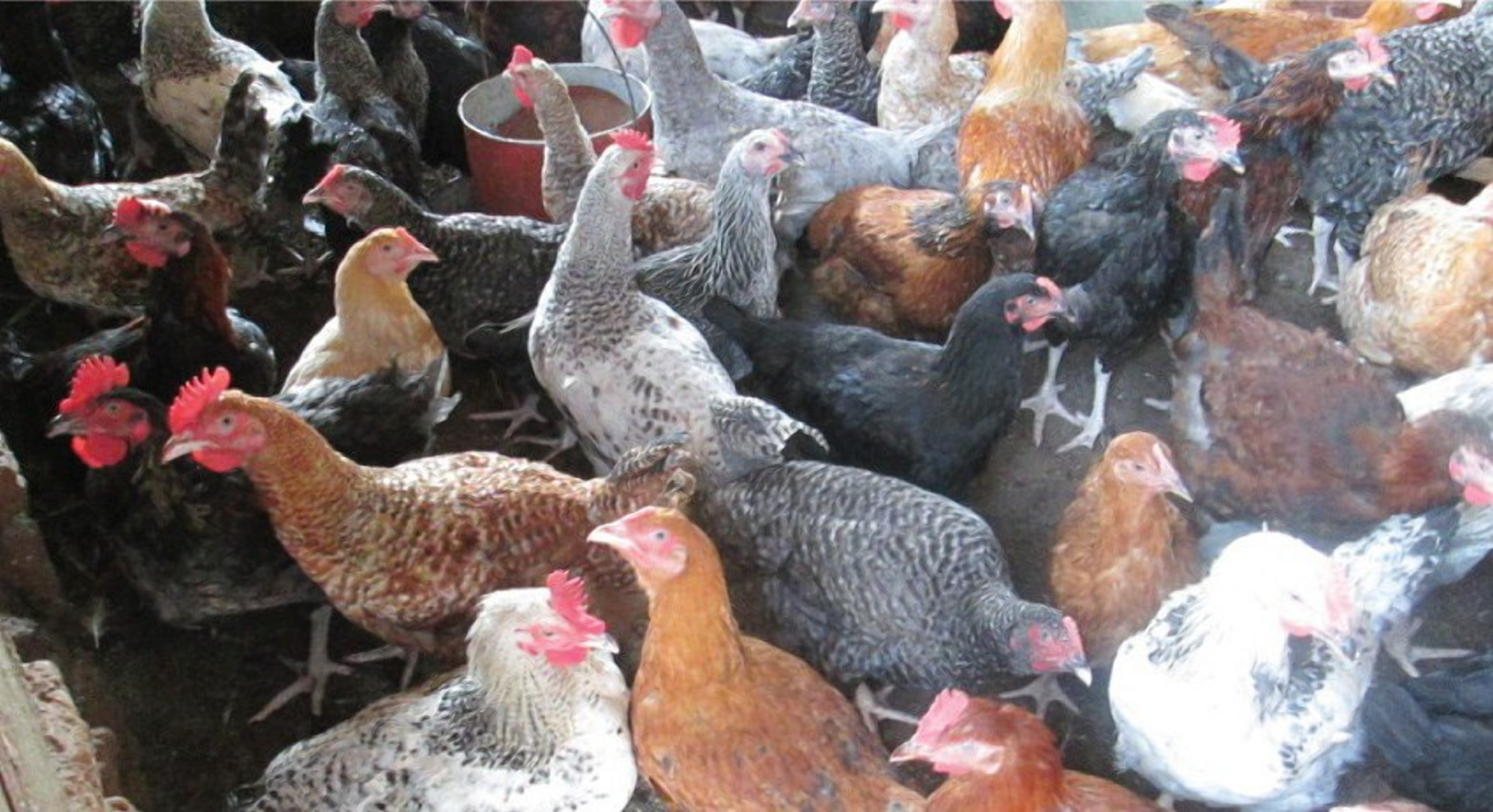 How to make Sh. 30,000 net profit from chicken farming every month