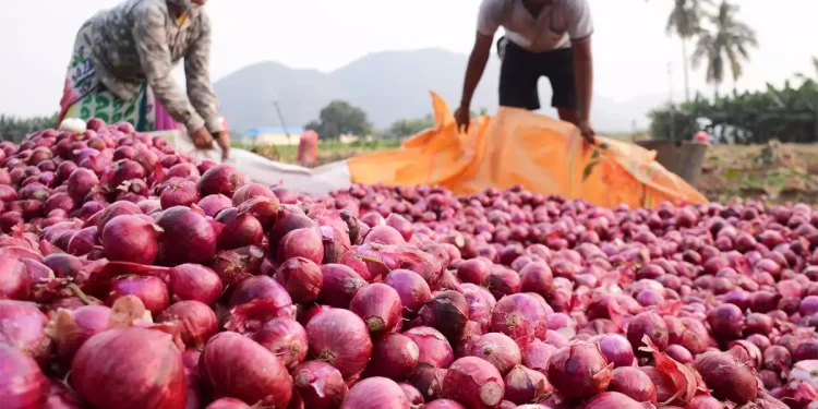 Onion value addition: A blossoming venture transforming Kenyan farmers