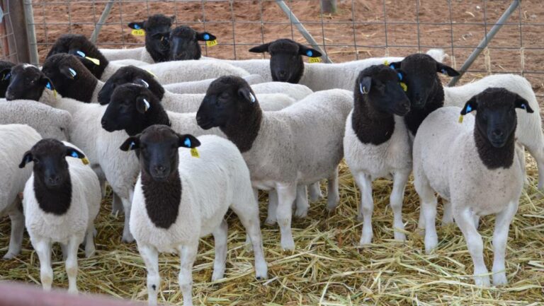 Everything you need to know about profitable sheep farming