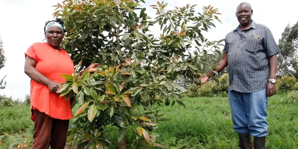 Fredrick Chege and Mary Njeri, Nakuru Hass Avocado farmers - Bizna Kenya (Picture Courtesy)