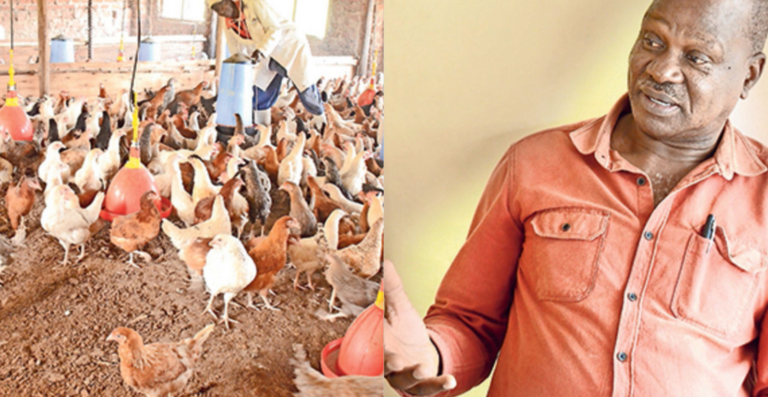 Wycliffe Mwangale: Kienyeji chicken farmer reaping big from 4,500 poultry empire
