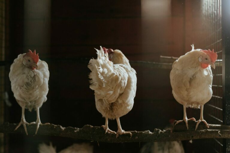 Mary Njeri:  I Quit My Job to Start Poultry Farming - Bizna Kenya