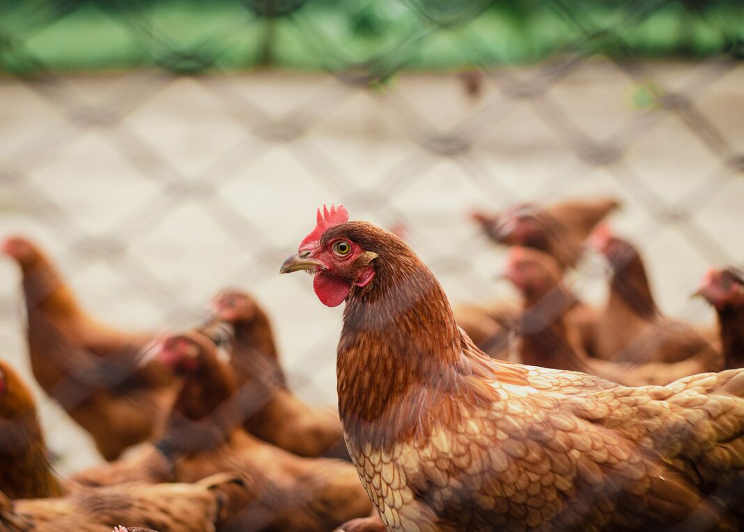 How to start Kienyeji chicken farming for eggs or chicks production - Bizna Kenya