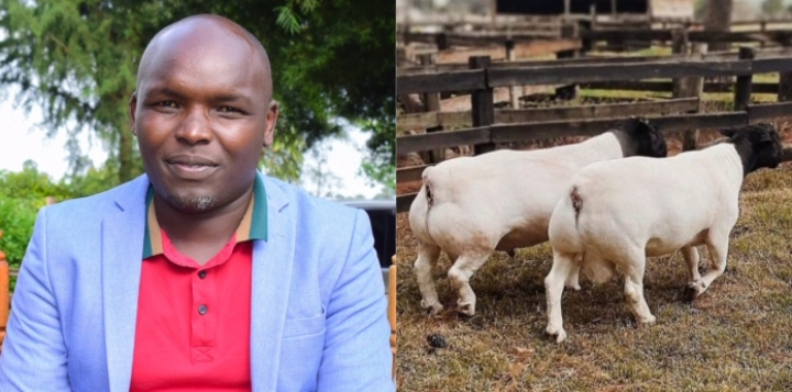 Isaac Kosgei: Farmer shows off his South African Dorper sheep worth Sh. 200,000 each