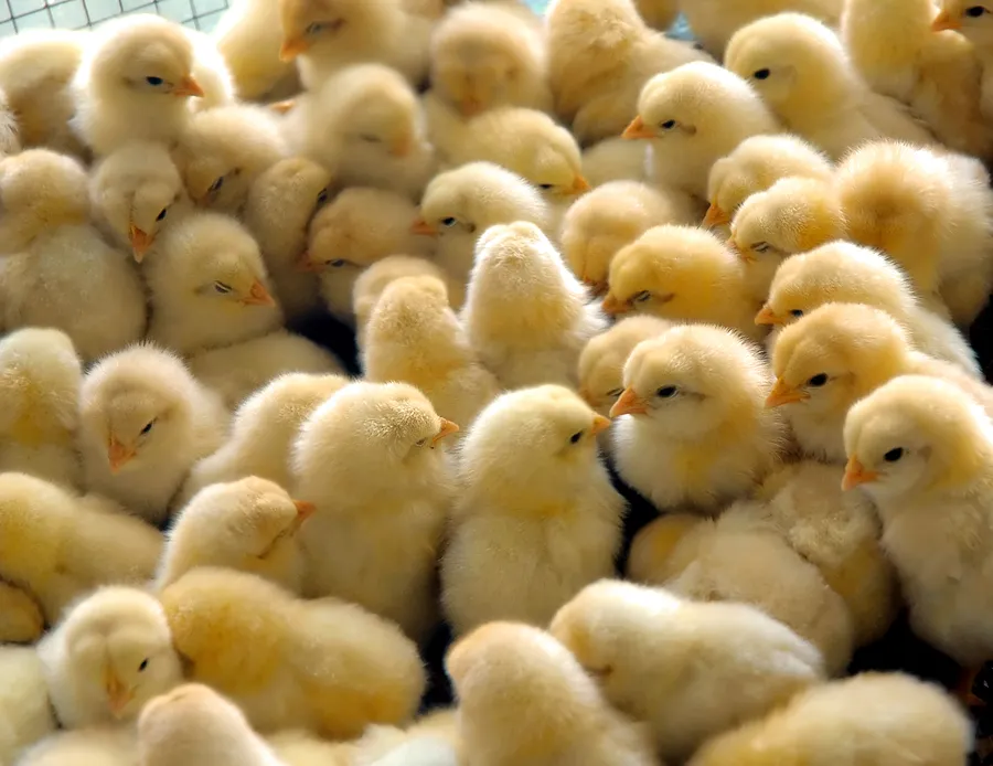 How Kirinyaga Poultry Farmers Are Making a Kill in Chick Hatching Business