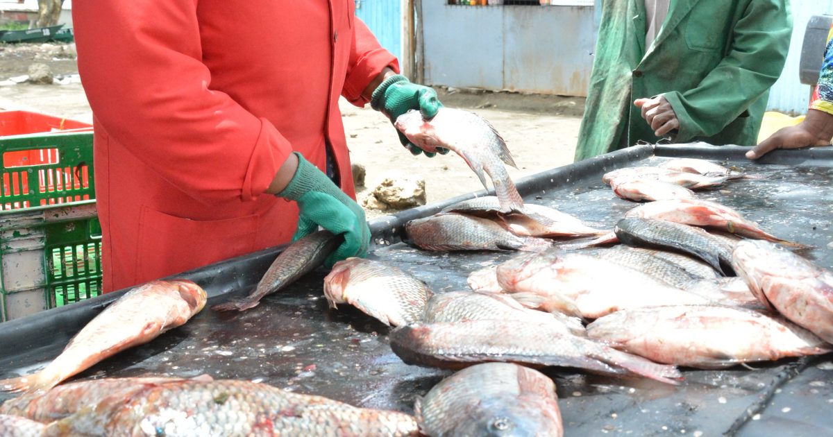 Umoja Lady Making Sh 40,000 Per Day Selling Fresh Fish