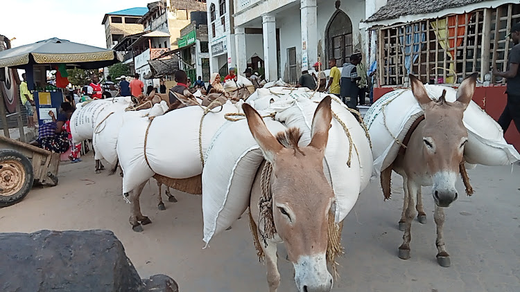 Inside Donkey Business in Lamu Where Owners Make up to Sh 10,000 per Day