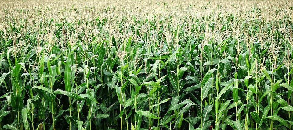 Profitable Crops that Do Well in Low Rainfall Areas, Case of Ukambani