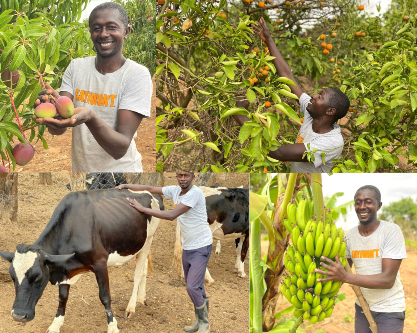 Amos Muange: Kathonzweni farmer reaping millions from pixie oranges, dairy farming