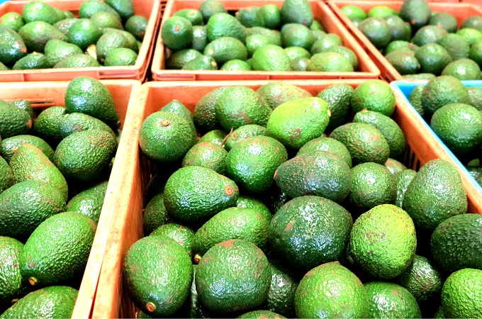 Kenya Leads as Africa's Top Avocado Producer