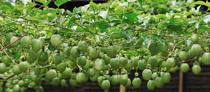 How I used Sh50,000 to start a passion fruit farm, challenges and opportunities