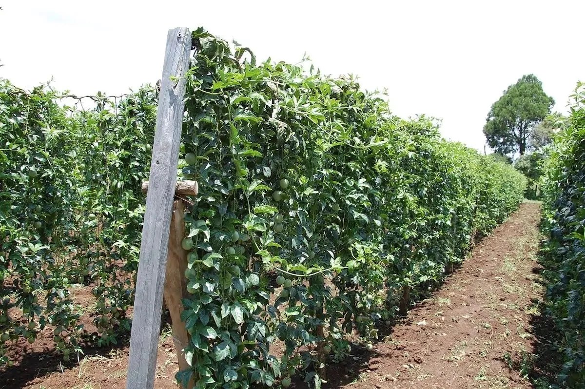 Patrick Kirui: Farmer Who Quit Car Business Now Making Sh 60k From Passion Fruits Farming