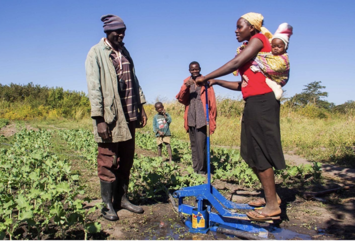 A small scale farmer uses the KickStart MoneyMaker irrigation pump, considered cheaper since it does not use power, to water crops - Bizna Kenya