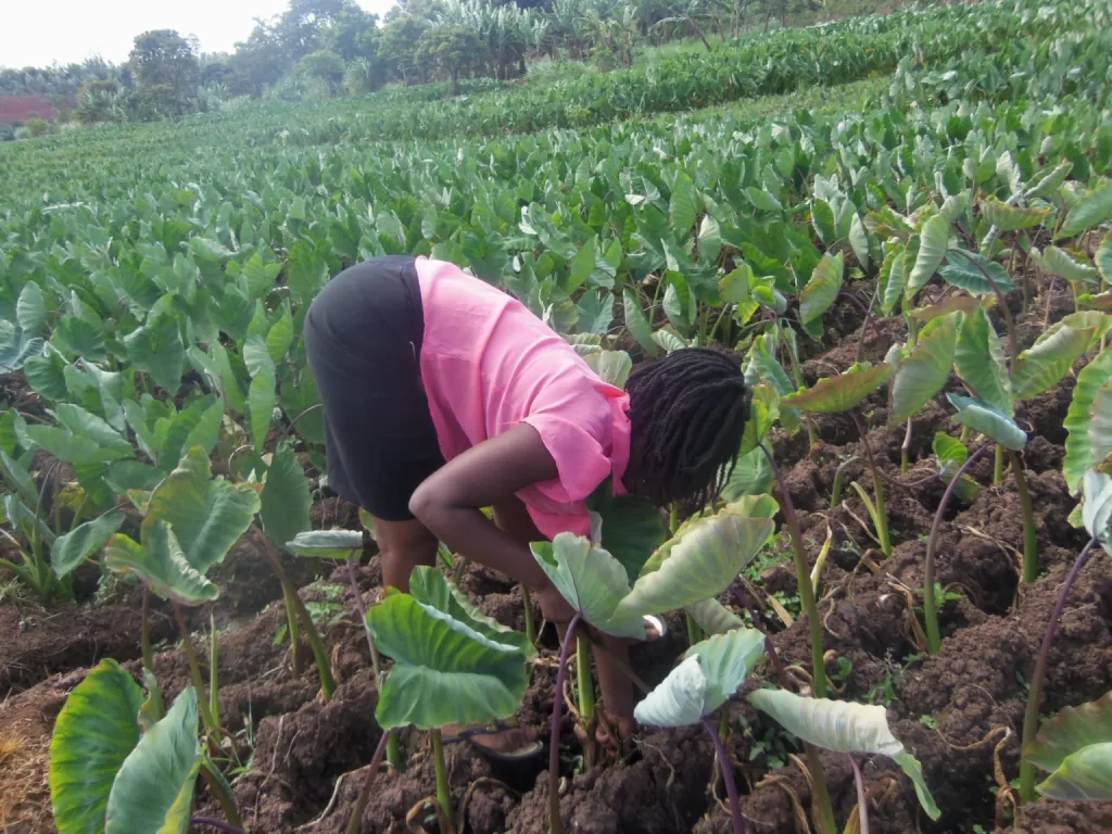 Susan Nyawira: Kirinyaga farmer finds fortune in arrow root farming