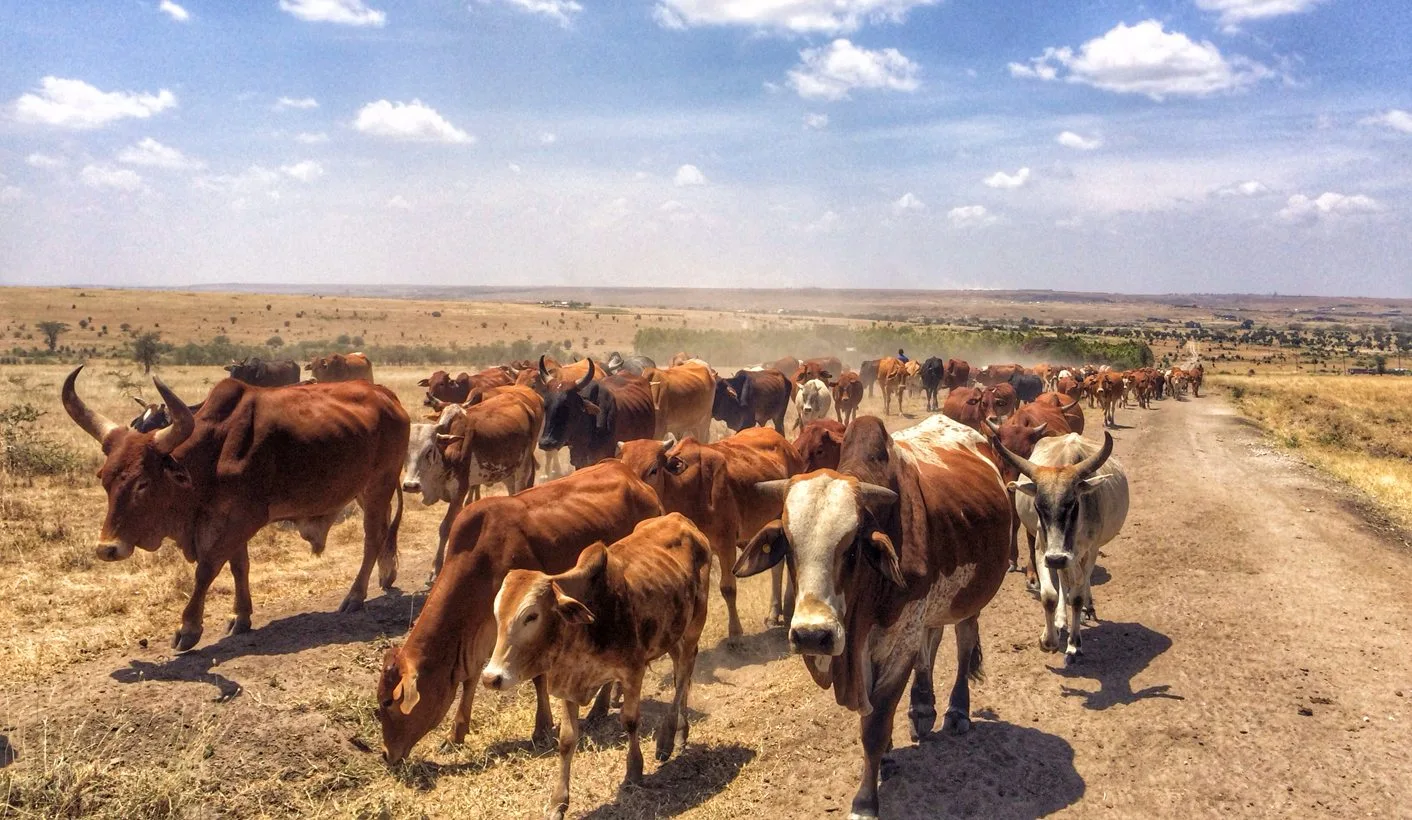 Kenya to Export 700,000 Cattle to Indonesia From August