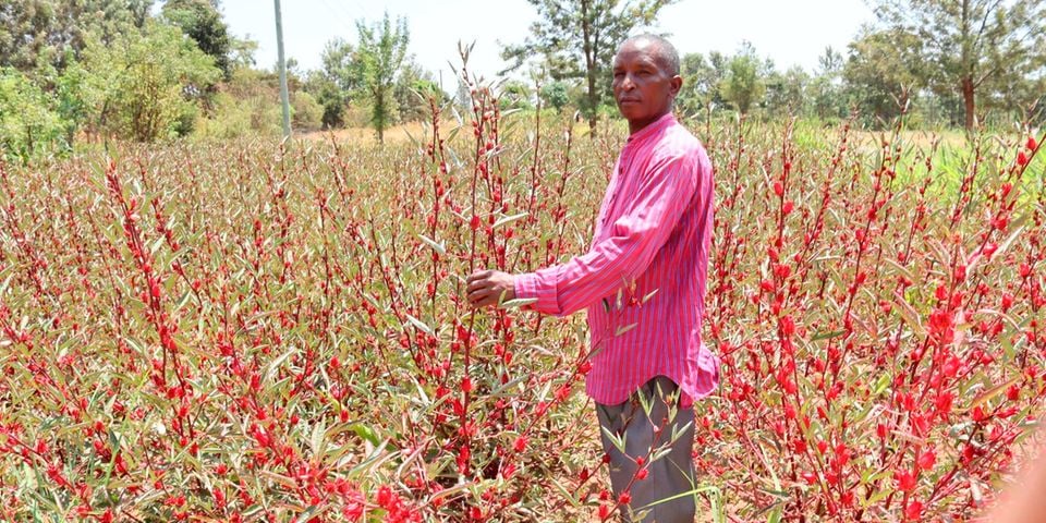 Zachary Murori: Meru Farmer Minting Profits From Growing Herbs