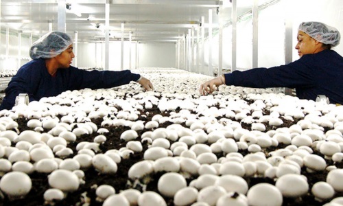 John Kiehia: Amount of money I make after investing Sh1 million in mushroom farming
