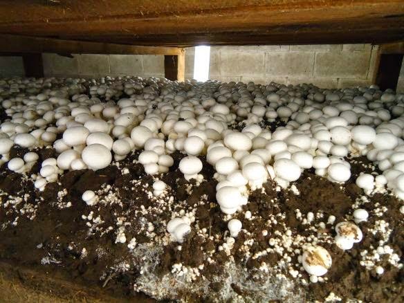 John Kiehia: Uthiru Man Making Sh160k Weekly From Mushrooms Farming