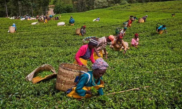 Tea Companies Licences Suspended Over Sexual Exploitation Claims