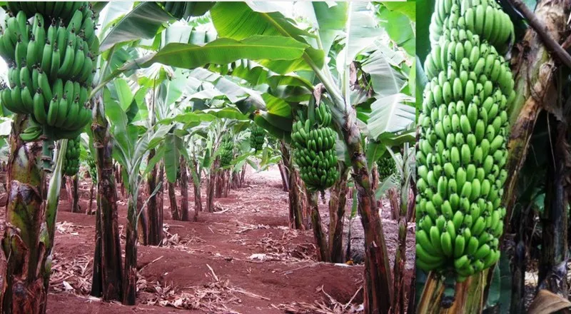 Tissue Culture Banana Farming in Kenya, a Technique Making Farmers Successful